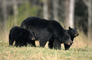 Black Bear (Ursus americanus) female with cubs (2), Great Smoky Mountains NP, TN Black Bear (Ursus americanus) female with cubs (2), Great Smoky Mountains NP, TN