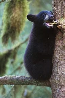 Images Dated 9th November 2005: black bear, Ursus americanus, spring cub in a tree along Anan Creek, Tongass National Forest