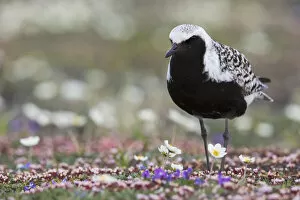 Shore Bird Gallery: Black-bellied Plover, springtime on the tundra