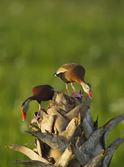 Images Dated 26th April 2011: Black-bellied Whistling Duck pair on cabbage palm, Dendrocygna autumnalis, Viera wetlands