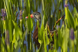 Images Dated 26th April 2011: Black-bellied Whistling Duck in pickerel weed, Dendrocygna autumnalis, Viera wetlands