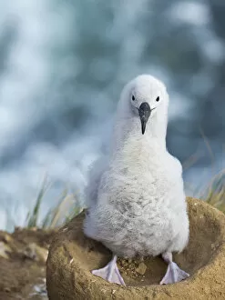 Malvinas Gallery: Black-browed albatross chick on tower-shaped nest, Falkland Islands