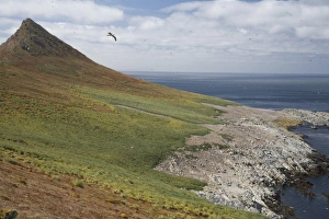 Black-browed albatross sore over the largest colony of black-browed albatross in the world Black-browed albatross sore over the largest colony of black-browed albatross in the world