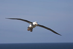 A Black-browed albatross sores around the largest colony of black-browed albatross in the world A Black-browed albatross sores around the largest colony of black-browed albatross in the world