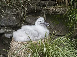 Falklands Gallery: Black-browed Albatross ( Thalassarche melanophris ) or Mollymawk, chick on tower shaped nest