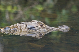 Black Caiman, (Melanosuchus niger) Oxbow Lake, Manu National Park, Amazon Basin, UNESCO Black Caiman, (Melanosuchus niger) Oxbow Lake, Manu National Park, Amazon Basin, UNESCO