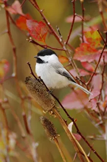 Black-capped Chickadee, Poecile atricapilla, adult eating flower seeds, Grand Teton NP Black-capped Chickadee, Poecile atricapilla, adult eating flower seeds, Grand Teton NP