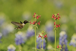 Black-chinned Hummingbird (Archilochus alexandri), adult male feeding on blooming Scarlet Black-chinned Hummingbird (Archilochus alexandri), adult male feeding on blooming Scarlet