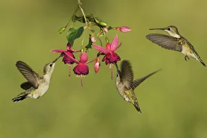 Black-chinned Hummingbird (Archilochus alexandri), adult females feeding on blooming Black-chinned Hummingbird (Archilochus alexandri), adult females feeding on blooming