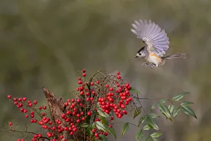 Black-crested Titmouse (Baeolophus Atricristatus) landing Black-crested Titmouse (Baeolophus Atricristatus) landing