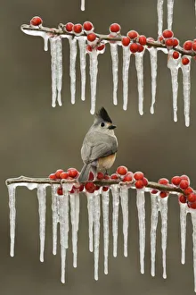 Black-crested Titmouse (Baeolophus bicolor), adult perched on icy branch of Possum Haw Black-crested Titmouse (Baeolophus bicolor), adult perched on icy branch of Possum Haw