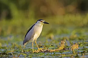 Images Dated 16th May 2006: Black-crowned Night Heron (Nycticorax nycticorax) in the Danube Delta, a UNESCO world heritage