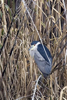 Images Dated 31st January 2007: Black-crowned Night-Heron sits on perch at Santee Lakes in San Diego CA