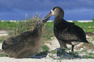 Black-footed Albatross (Diomedea nigripes) Feeding Chick, Midway Atoll Black-footed Albatross (Diomedea nigripes) Feeding Chick, Midway Atoll
