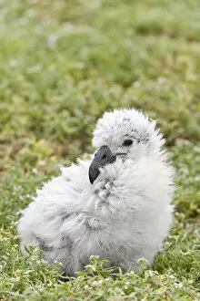 Images Dated 12th March 2009: Black-footed Albatross / Phoebastria albatrus chick This species is listed as Endangered