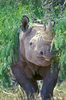 A Black-horned Rhinoceros at Texas ranch, USA A Black-horned Rhinoceros at Texas ranch, USA