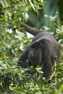 Black Howler Monkey (Alouatta pigra) Community Baboon Center, community Black Howler Monkey (Alouatta pigra) Community Baboon Center, community