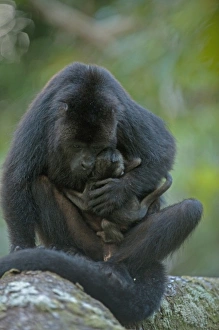 Black Howler Monkey (Alouatta pigra) Mother and Baby. Also carrying baby from second Black Howler Monkey (Alouatta pigra) Mother and Baby. Also carrying baby from second