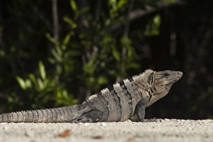 Black Iguana (Ctenosaura similis), Sian Ka'an Biosphere Reserve, Yucatan Peninsula Black Iguana (Ctenosaura similis), Sian Ka'an Biosphere Reserve, Yucatan Peninsula