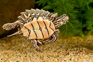 Black-knobbed SawbackTurtle, Graptemys nigrinoda, Native to Alabama and Mississippi Black-knobbed SawbackTurtle, Graptemys nigrinoda, Native to Alabama and Mississippi