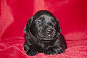 Images Dated 30th October 2010: A Black Labrador Retriever puppy lying on a red blanket