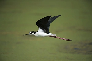 Ruddy Turnstone Gallery: Black-necked stilt (Himantopus mexicanus), Little St Simons Island, Barrier Islands