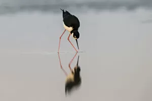 Images Dated 2nd March 2021: Black necked stilt and reflection, South Padre Island, Texas