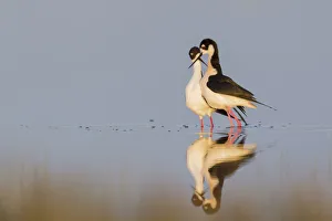 <b class=qtipBold><figcaption>Black-necked Stilts; Courtship dance</figcaption></b><br><em>© Ken Archer / DanitaDelimont.com</em> Black-necked Stilts; Courtship dance