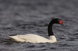 Black-necked Swan (Cygnus melancoryphus) Pebble Island, off north coast of West Falkland Black-necked Swan (Cygnus melancoryphus) Pebble Island, off north coast of West Falkland