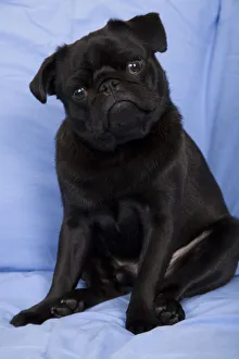 Images Dated 14th March 2011: Black Pug sitting on a sofa with his head tilted in a questioning look. (PR)