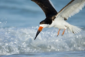 Black Skimmer coming in for a landing, Rynchops niger, Gulf of Mexico, Florida Black Skimmer coming in for a landing, Rynchops niger, Gulf of Mexico, Florida