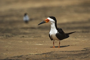 Black Skimmer (Ryncops niger), Northern Pantanal, Mato Grosso, Brazil Black Skimmer (Ryncops niger), Northern Pantanal, Mato Grosso, Brazil
