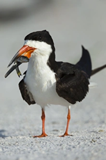 Black Skimmer the winner with the food, Rynchops niger, Gulf of Mexico, Florida Black Skimmer the winner with the food, Rynchops niger, Gulf of Mexico, Florida