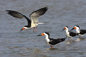 Images Dated 20th April 2011: Black Skimmers (Rynchops niger) on the Laguna Madre, Texas, spring