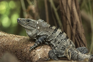 Black Spiny-tailed Iguana or Wish Willy (Ctenosaura similis), Halfmoon Caye, Lighthouse Black Spiny-tailed Iguana or Wish Willy (Ctenosaura similis), Halfmoon Caye, Lighthouse