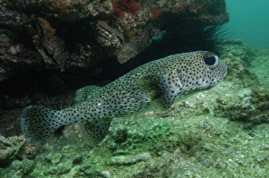 Black-spotted Porcupinefish (Diodon hystrix) off of North Stradbroke Island, Queensland Black-spotted Porcupinefish (Diodon hystrix) off of North Stradbroke Island, Queensland