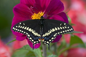 Black Swallowtail Butterfly, Papilio polyxenes Black Swallowtail Butterfly, Papilio polyxenes