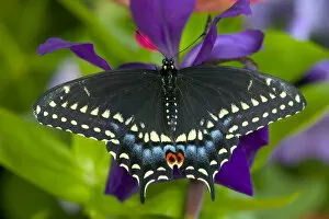 Images Dated 3rd May 2005: Black Swallowtail Butterfly, Papilio polyxenes
