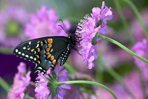 Black Swallowtail butterfly on Pincushion perennial flower. Sammamish, Washington State Black Swallowtail butterfly on Pincushion perennial flower. Sammamish, Washington State