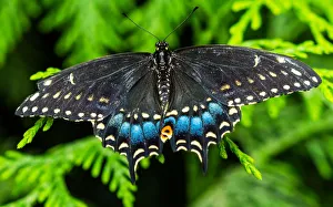 Black swallowtail butterfly. Seattle, Washington State Black swallowtail butterfly. Seattle, Washington State
