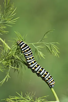 Black Swallowtail (Papilio polyxenes), caterpillar eating on fennel host plant (Foeniculum vulgare) Black Swallowtail (Papilio polyxenes), caterpillar eating on fennel host plant (Foeniculum vulgare)