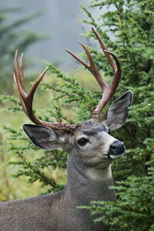<b class=qtipBold><figcaption>Black-tail Deer Buck</figcaption></b><br><em>© Ken Archer / DanitaDelimont.com</em> Black-tail Deer Buck