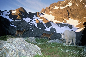 black tail deer, Odocoileus hemionus, and mountain goat, Oreamnos americanus, in black tail deer, Odocoileus hemionus, and mountain goat, Oreamnos americanus, in