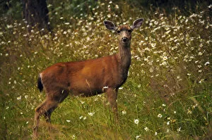 Images Dated 23rd July 2012: black-tailed deer in meadow, Doe Bay, Orcas Island, Washington, USA