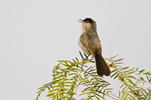 Black-tailed Gnatcatcher (Polioptila melanura) adult male singing on breeding territory, s Black-tailed Gnatcatcher (Polioptila melanura) adult male singing on breeding territory, s