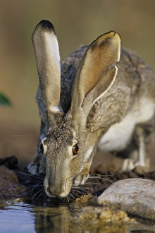 Black-tailed Jack Rabbit (Lepus californicus) drinking at water Starr Co. TX Black-tailed Jack Rabbit (Lepus californicus) drinking at water Starr Co. TX