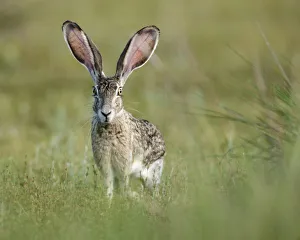 Black-tailed jackrabbit, Lepus californicus, Welder Flats, Texas Black-tailed jackrabbit, Lepus californicus, Welder Flats, Texas