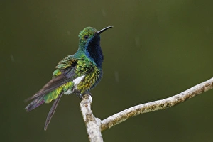 <b class=qtipBold><figcaption>Black-throated Mango Hummingbird</figcaption></b><br><em>© Ken Archer / DanitaDelimont.com</em> Black-throated Mango Hummingbird