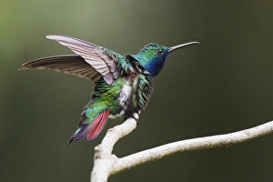 <b class=qtipBold><figcaption>Black-throated Mango Hummingbird</figcaption></b><br>Black-throated Mango Hummingbird (Anthracothorax nigricollis) ruffling its feathers, Asa Wright Nature Center, Trinidad and Tobago<br><em>© Ken Archer / DanitaDelimont.com</em> Black-throated Mango Hummingbird