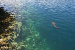 Black tipped sharks in hte crystal clear waters of the Marowo Lagoon, Salomon Islands Black tipped sharks in hte crystal clear waters of the Marowo Lagoon, Salomon Islands